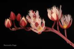 Elaeocarpus gaussenii